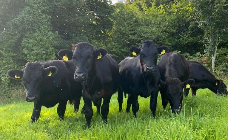 black cows