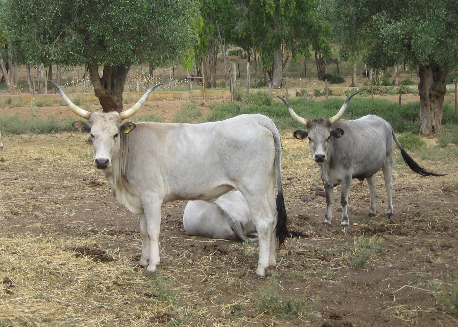Maremma cows