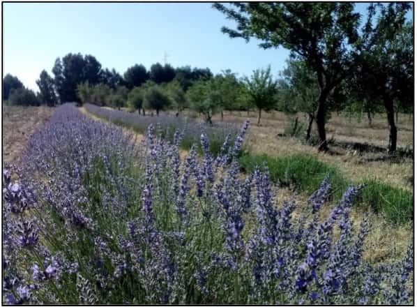 Field hedge with lavender