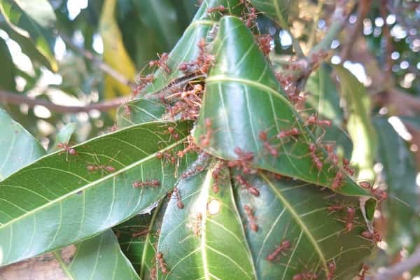 red ants on a leaf