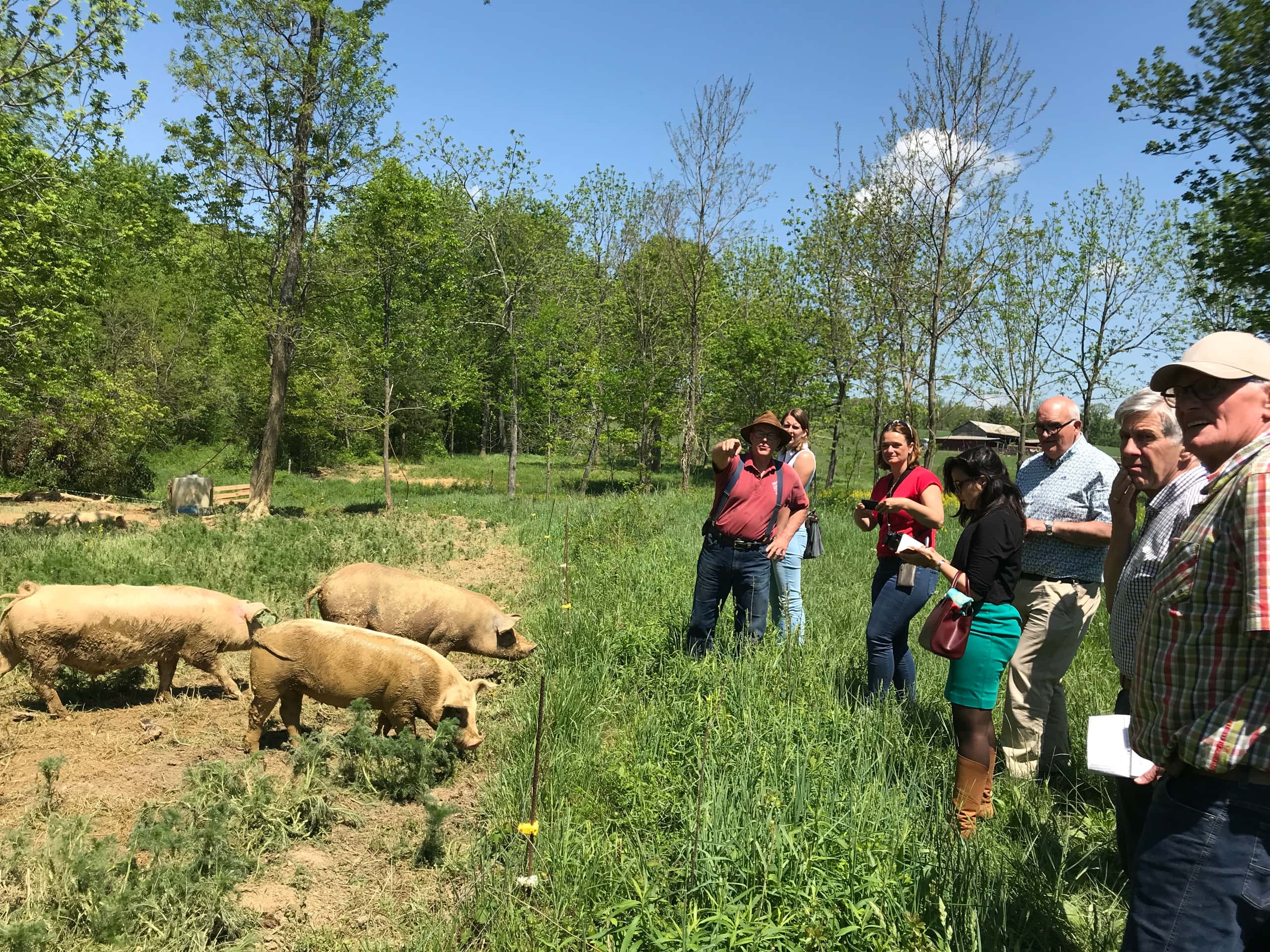 people looking a pigs