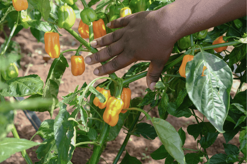 yellow peppers growing