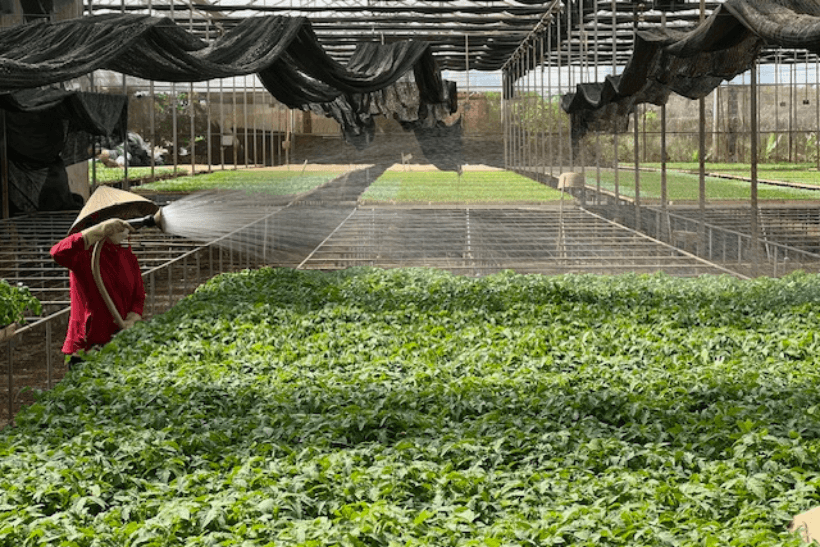 Spraying water over crops in Vietnam