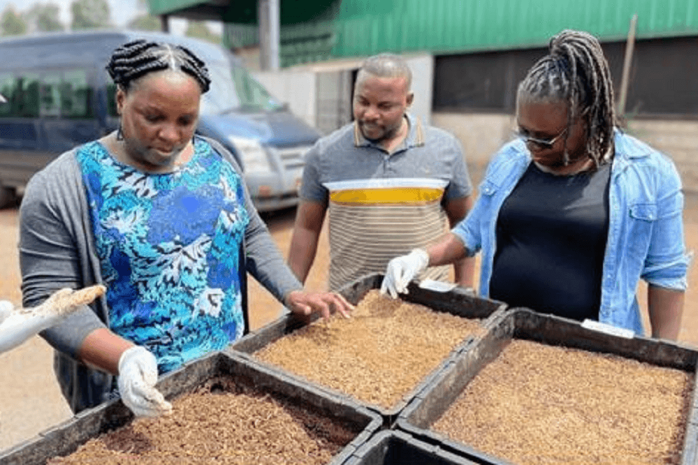 Production of BSF Larvae in various stages at InstectiPro (Kenya)