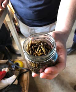 De larven van de black soldier fly.