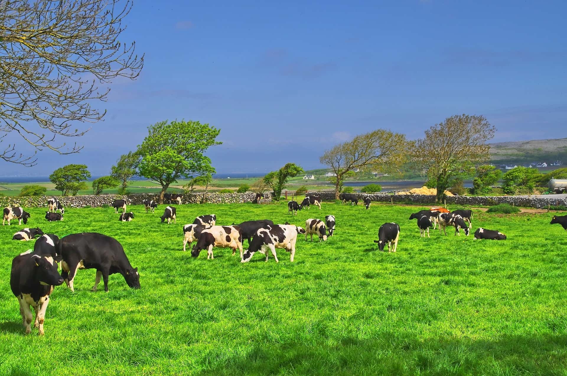 black and white cows in field