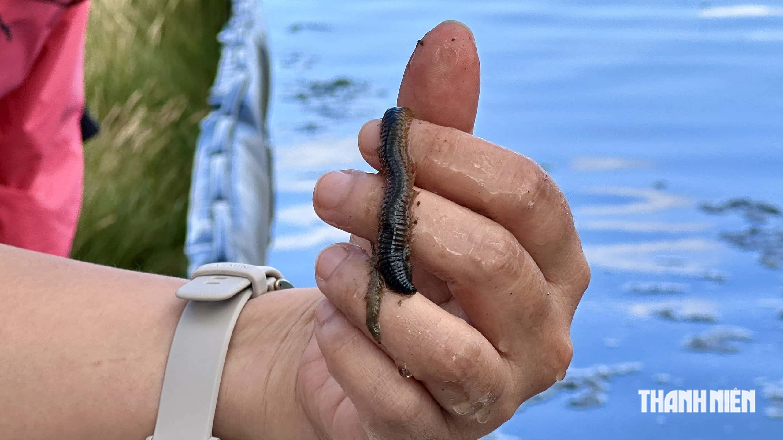 close-up of a polychaete on a hand