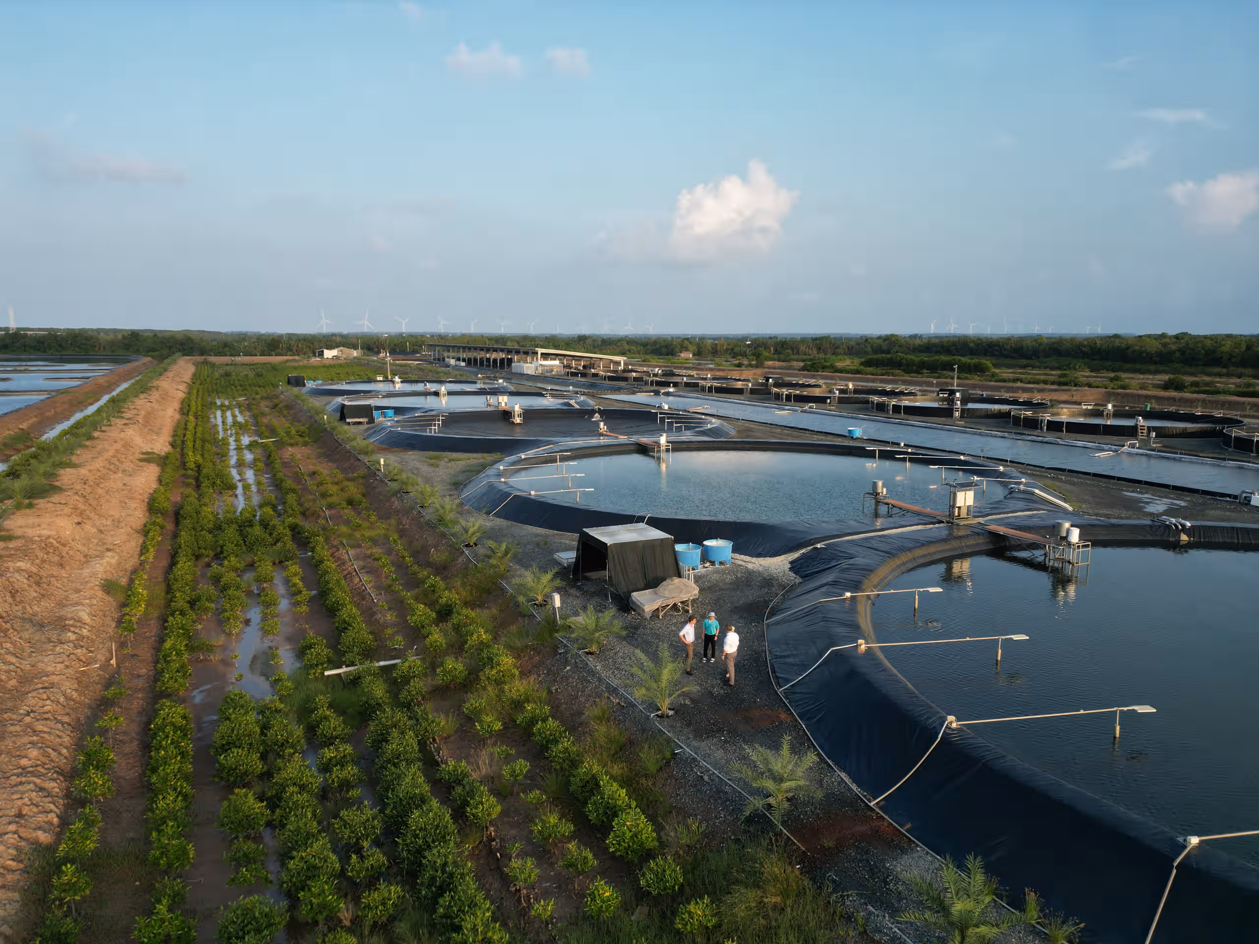 aerial shot of mangrove restoration