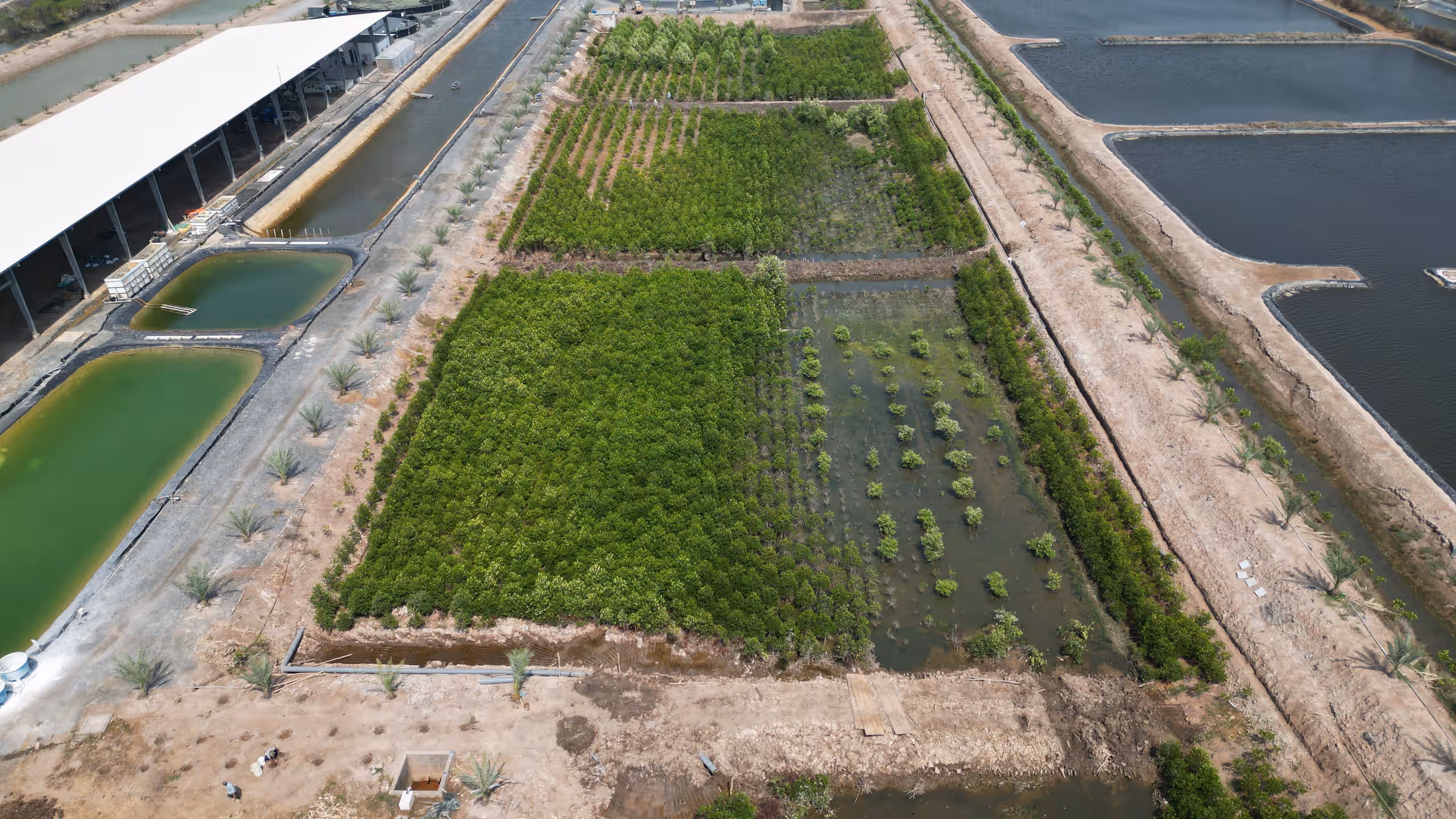aerial shot of mangrove restoration