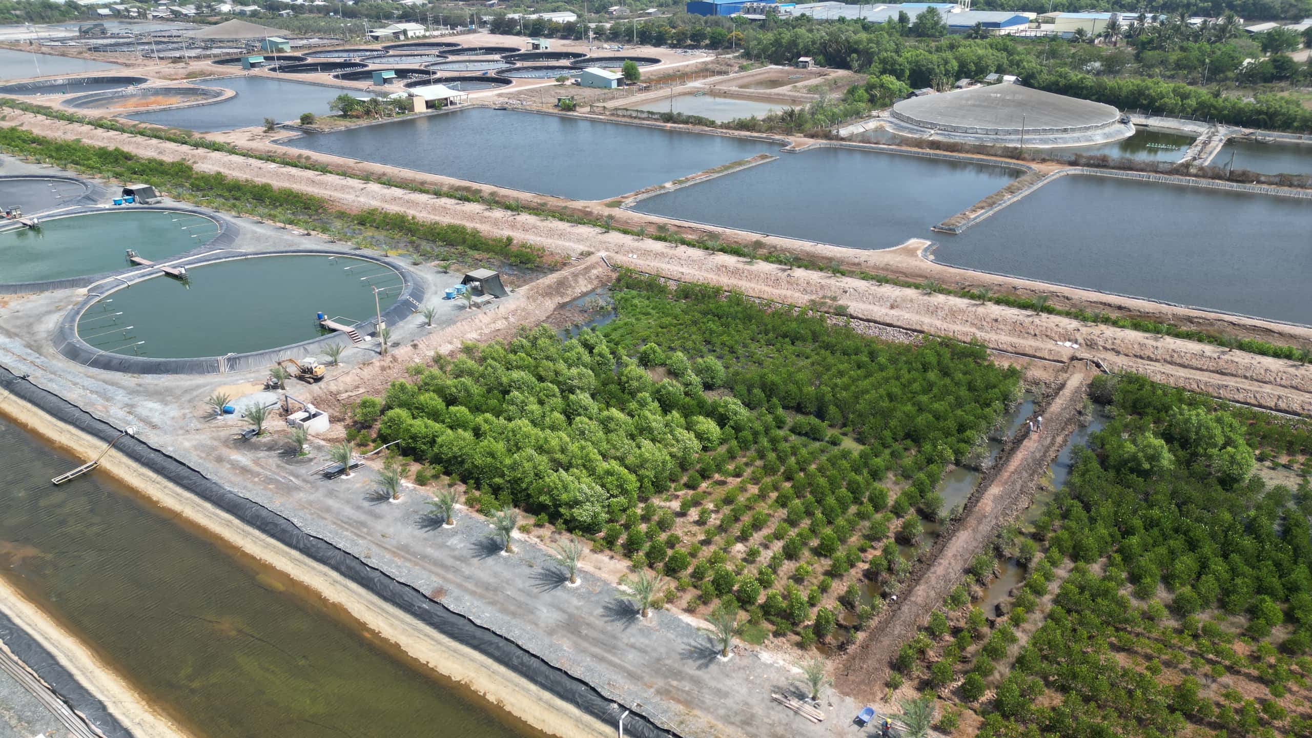 aerial shot of mangrove restoration