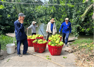 Pomelo farmers in the Mekong Delta