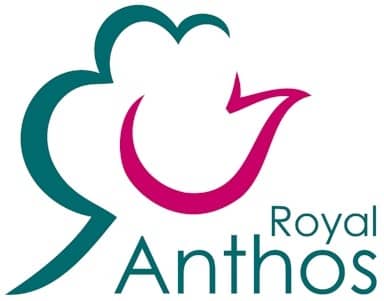 Royal Anthos