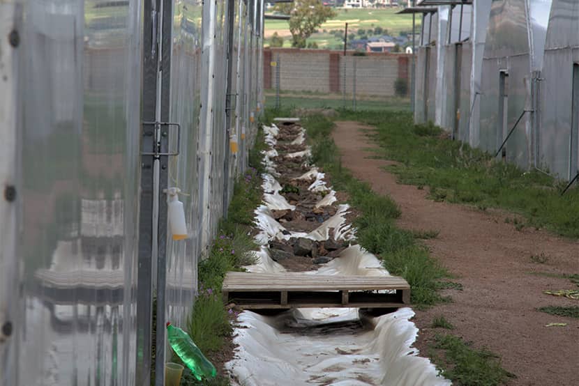 Opvang regenwater bedrijf Earn International