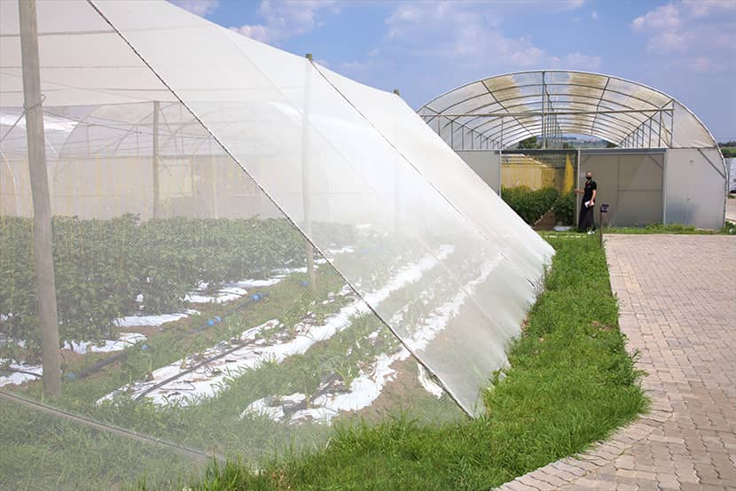 Schaduwnet en tunnels bij Earn International