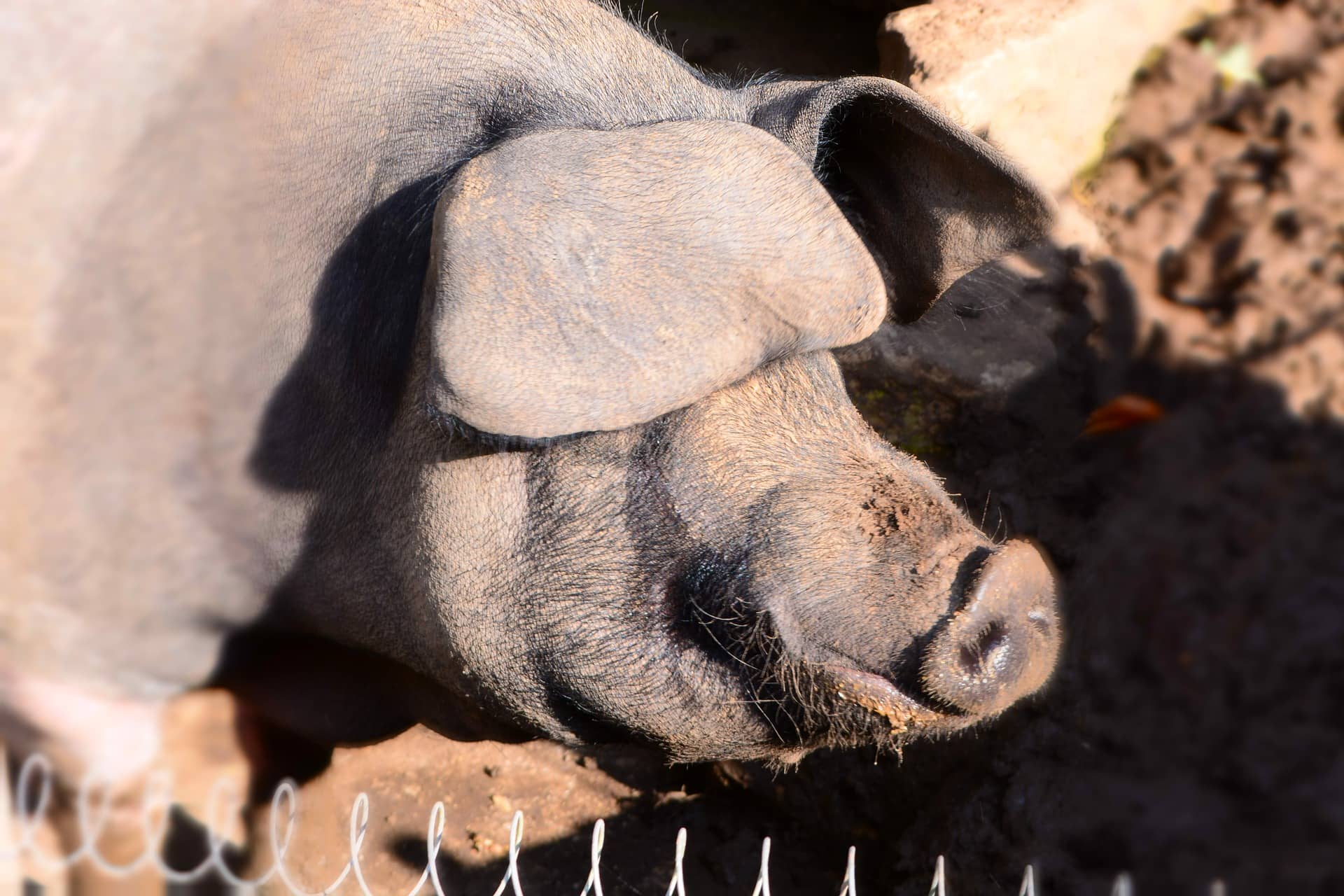 Boar