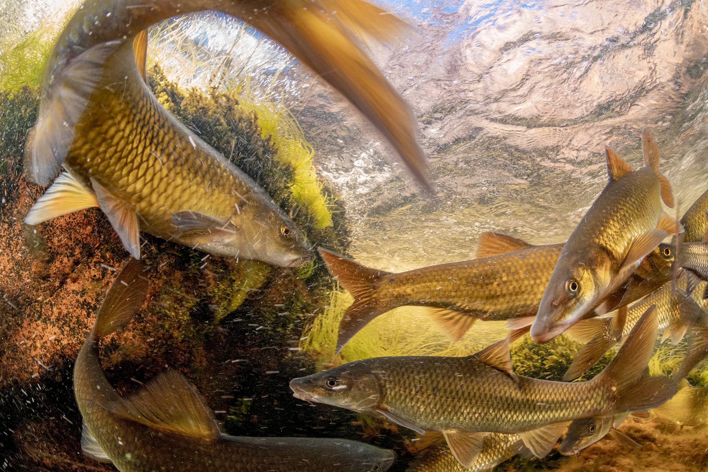 Bellman Fish Protecting South Africa's biodiversity: collaborative efforts to ...