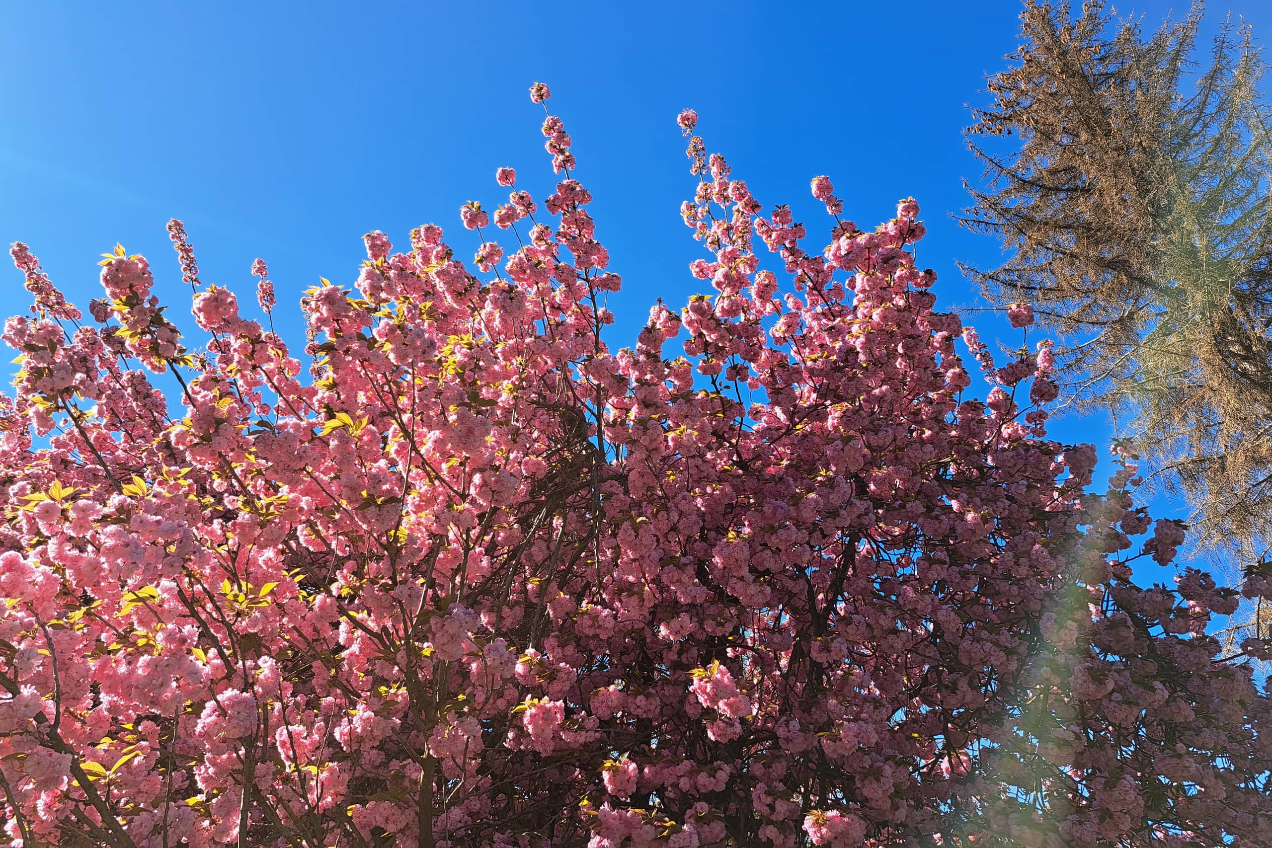 Hungary Spring Hungary: Spring frosts threaten fruit trees, FMD continues to spread ...