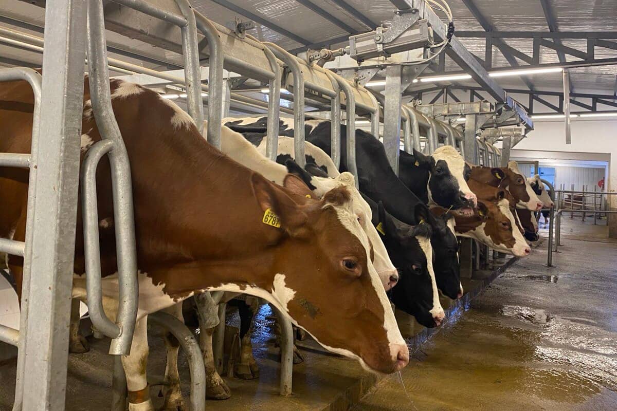 Iraq Cows Diving into Iraq's dairy sector: sector scan, market figures and ...