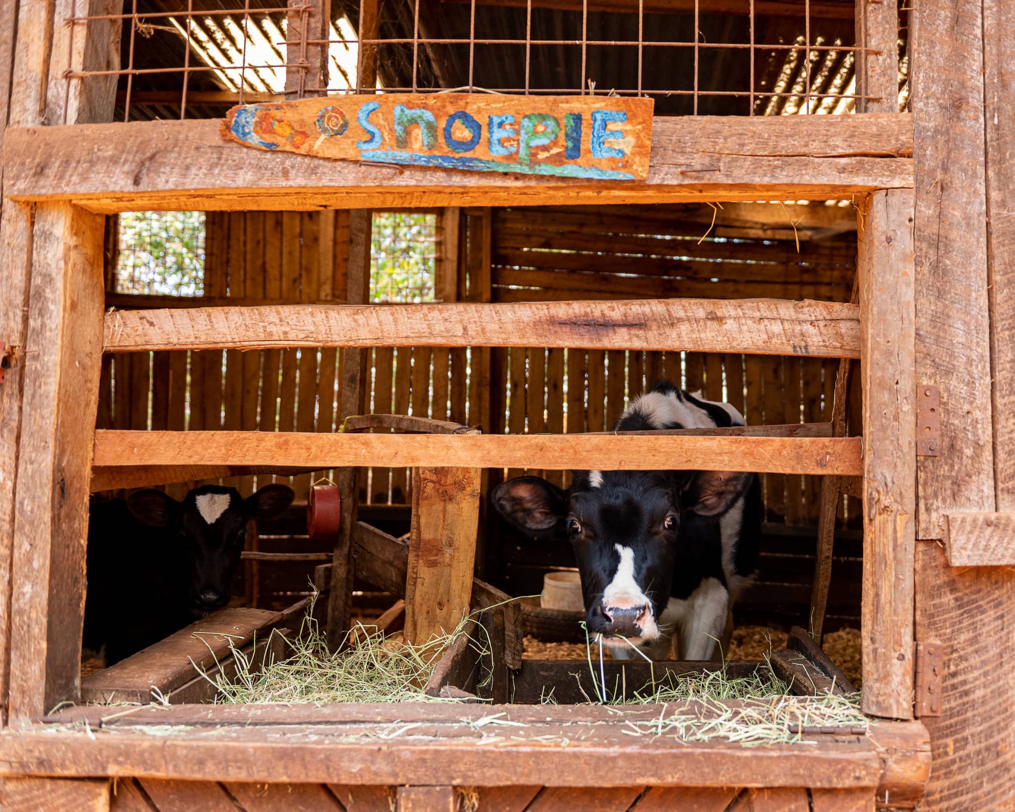 Mlango Farm in Kenya paves the way for new generations of farmers ...