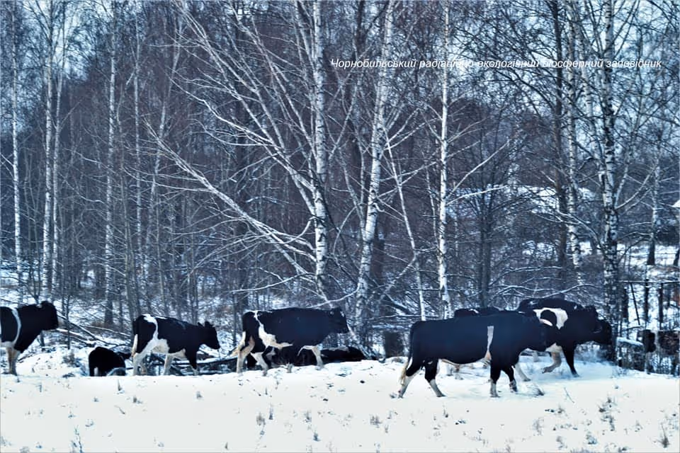 Chernobyl Sheep Ukraine: wild cows of Chernobyl Radiation and Ecological Biosphere ...