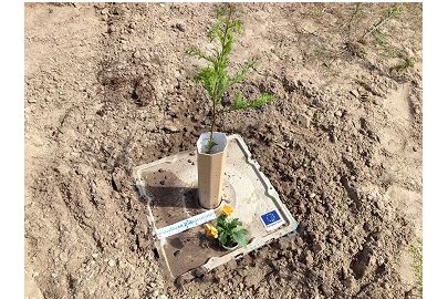 inhoud Sympton escaleren Growboxx voor bomen in droge omstandigheden | Actueel | Agroberichten  Buitenland