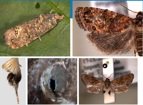 Presentation False Codling Moth - Kephis - 01 | Rapport | Agroberichten ...