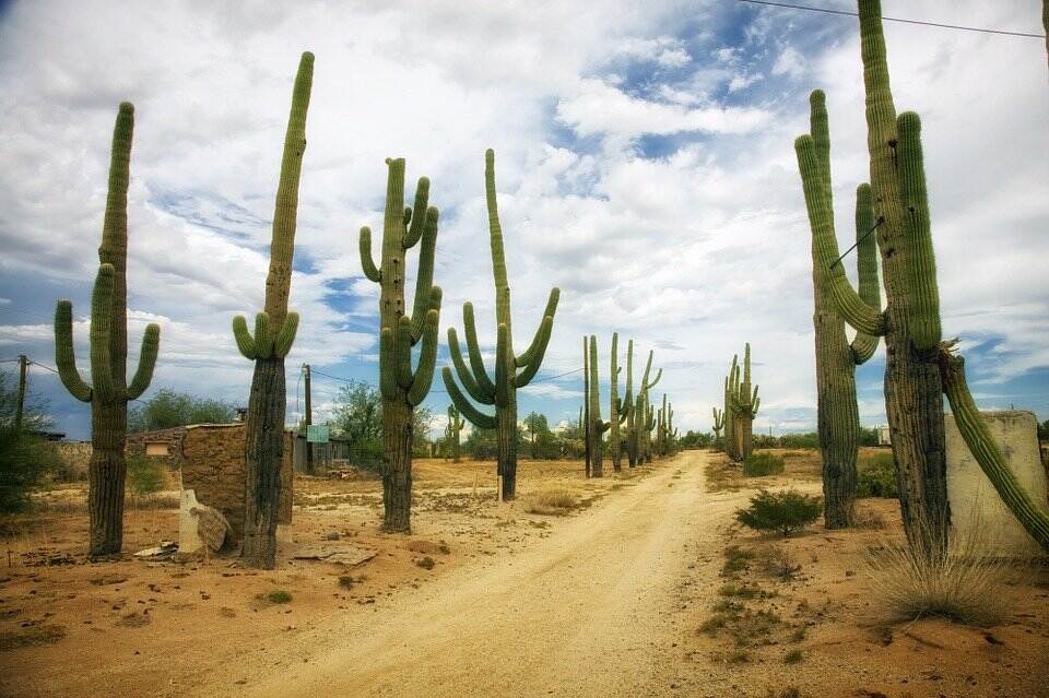 header mexico cactus