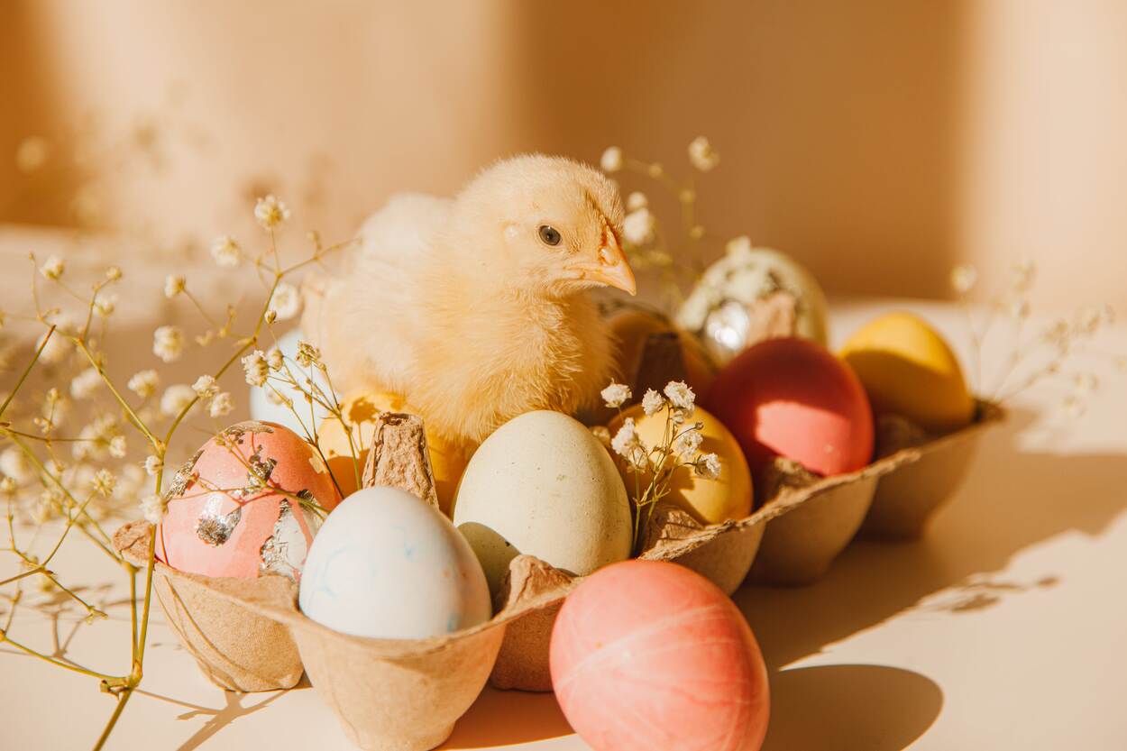 colorful eggs for Easter and a chick
