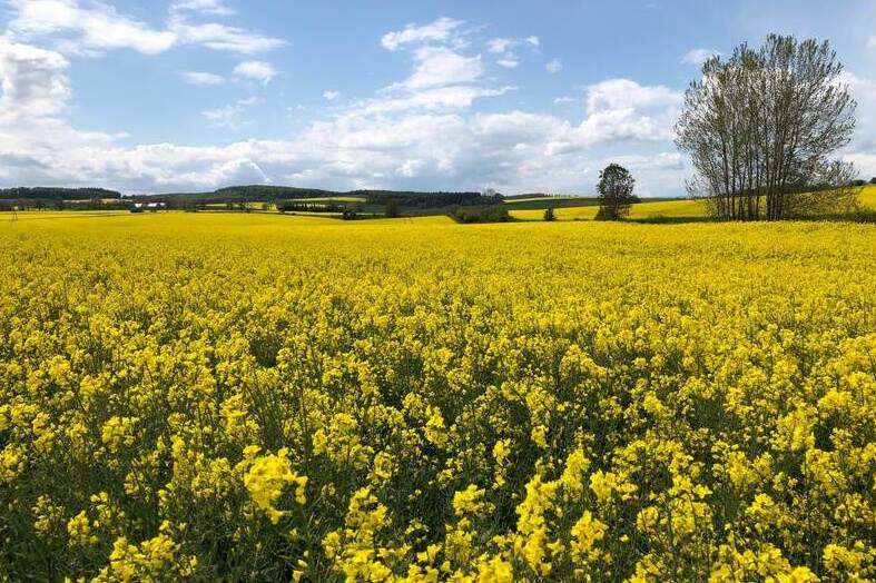 rapeseed field in bloom with a tree and a blue sky