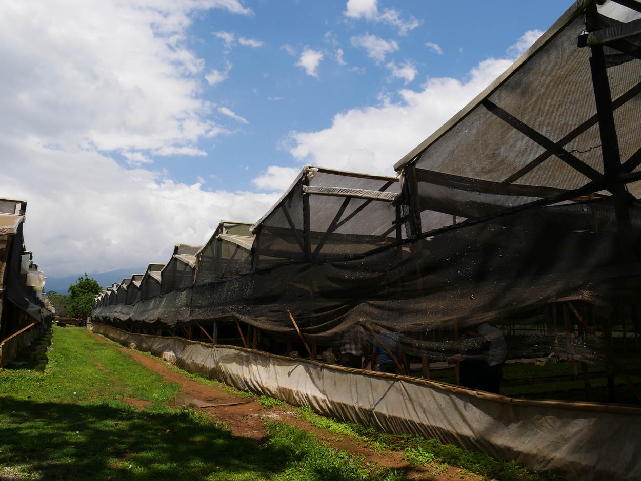 Greenhouses Kilimanjaro Region