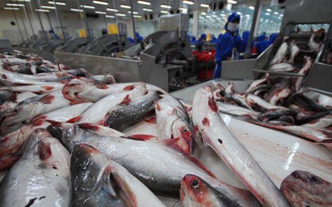 Vietnam Could Face Catfish Oversupply Nieuwsbericht Agroberichten Buitenland