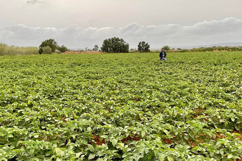 Productie aardappelen in Noord-Algerije