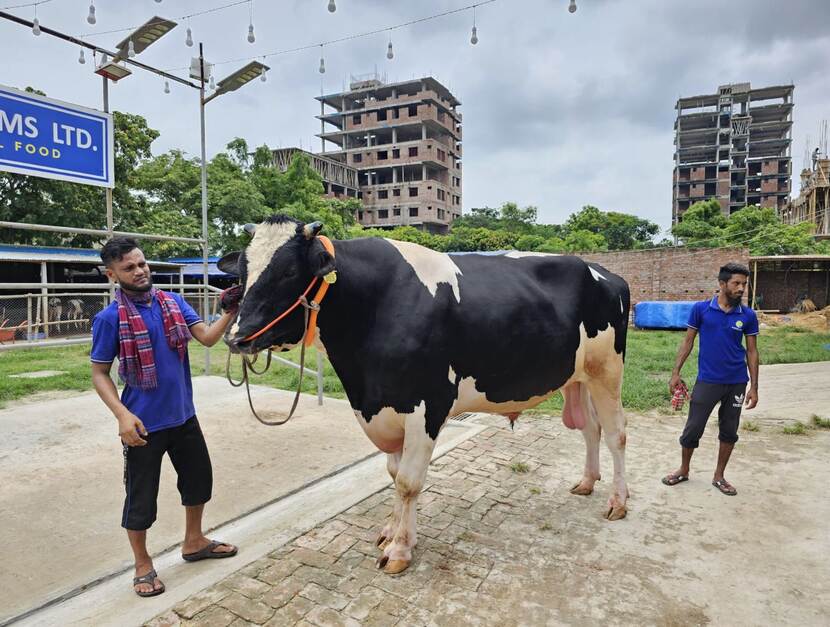 Sector study dairy Bangladesh