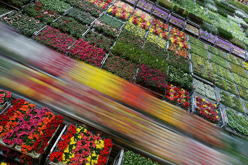 Export bloemen en planten