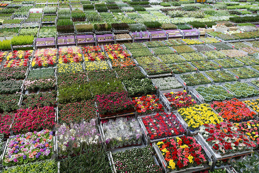 Export bloemen en planten