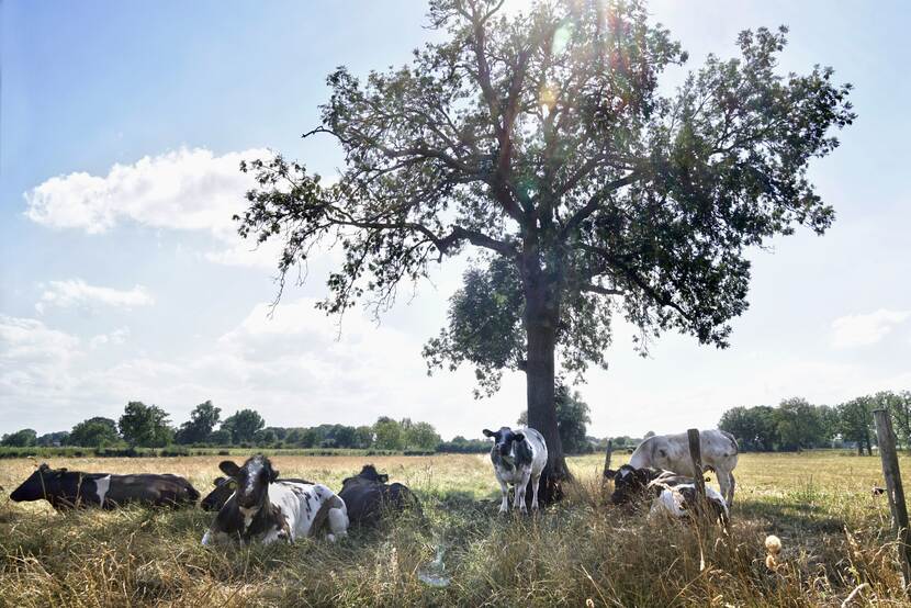 Koeien onder boom in hitte