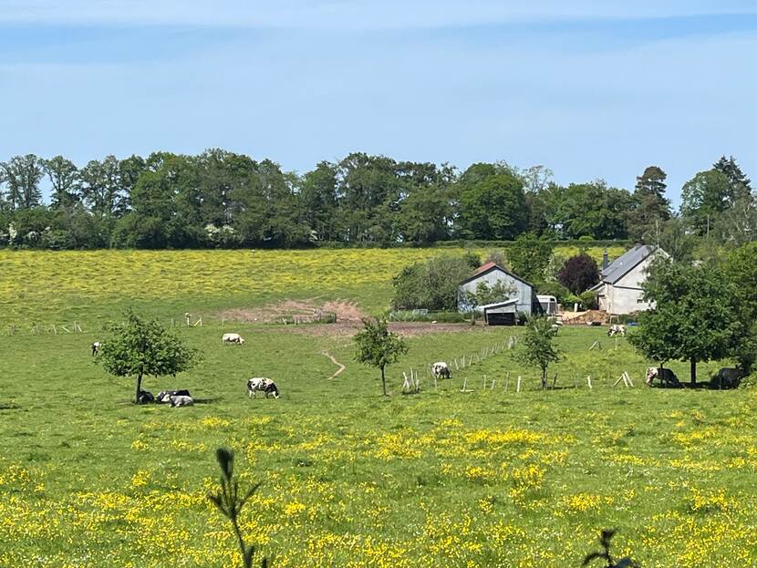 Koeien die grazen in een groen weiland met paardenbloemen en een boerderij in Wallonië