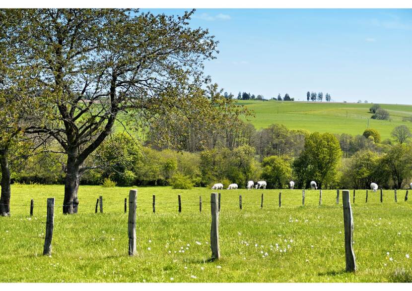 Groene weides in een heuvelachtig landschap met grazende koeien erop