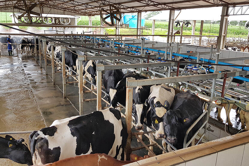 Melkveebedrijf in deelstaat Paraná