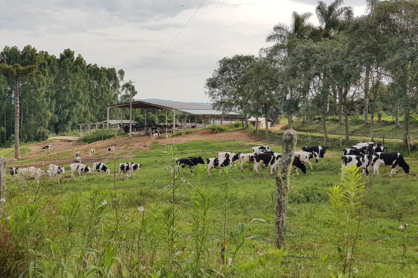 Weidegang op Braziliaanse boerderij