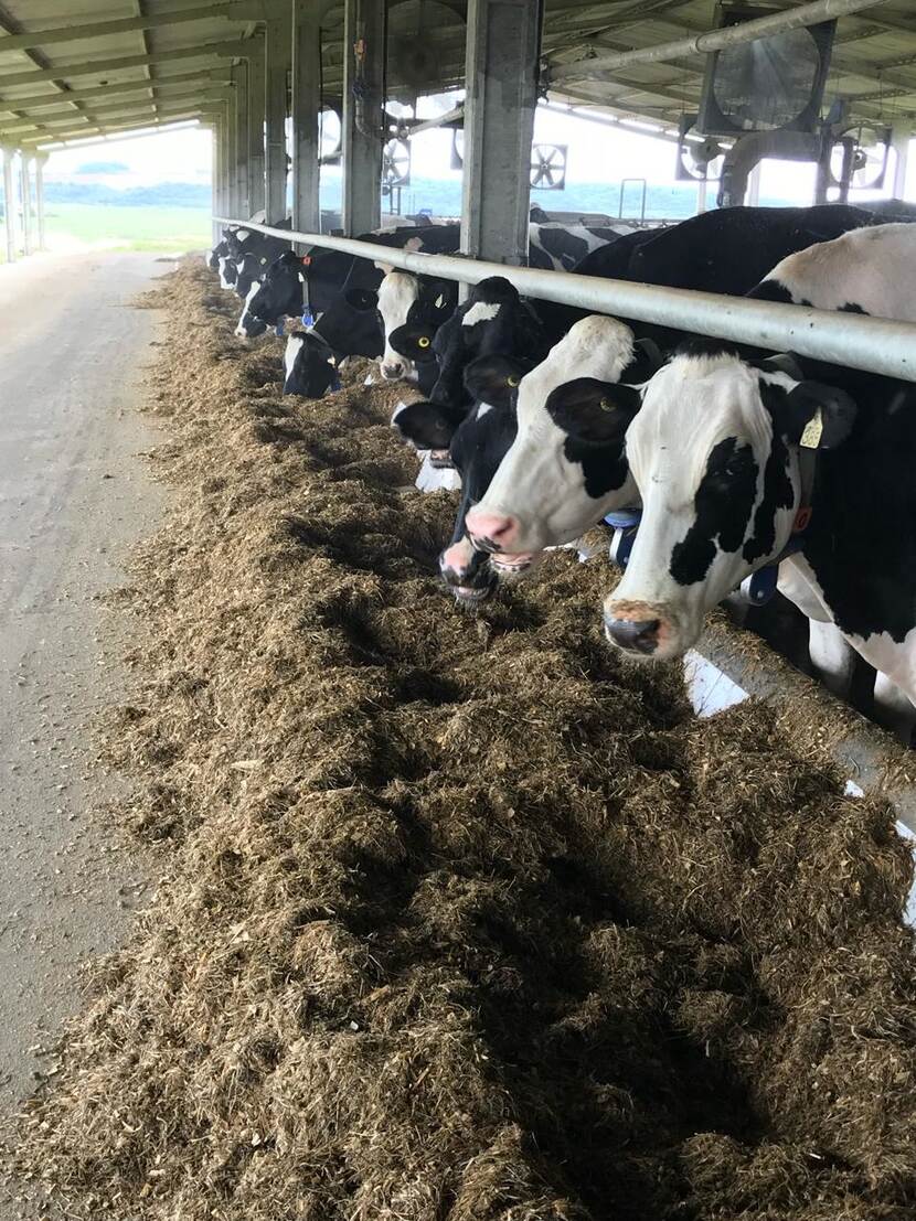 Cows stable