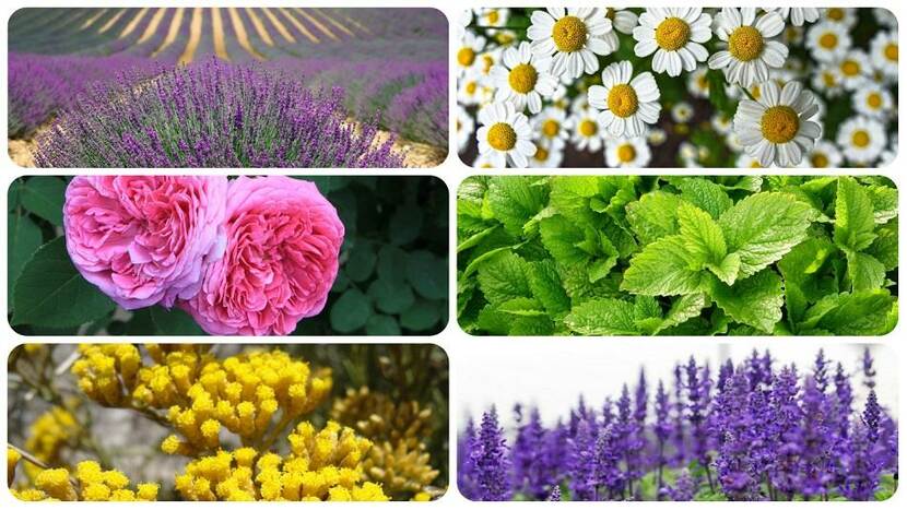 herbs and aromatic plants in Bulgaria