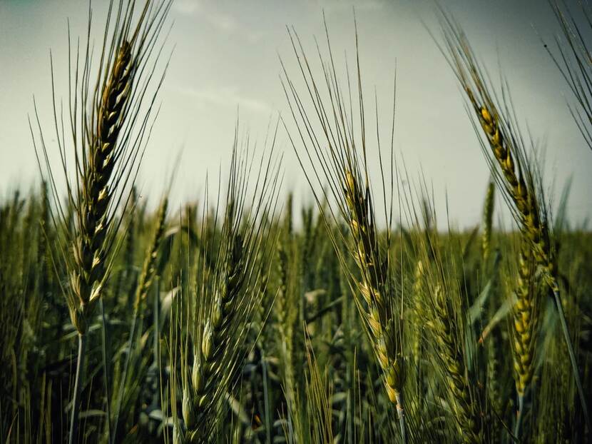 Wheat field