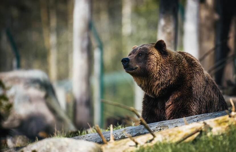 Brown Bear