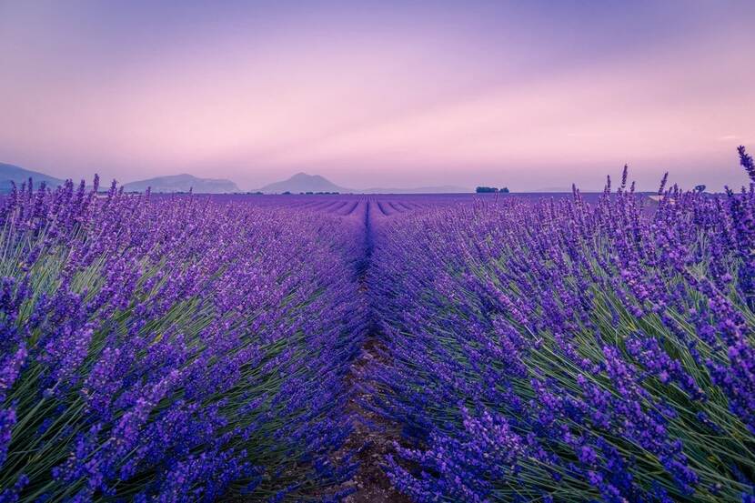 lavender field