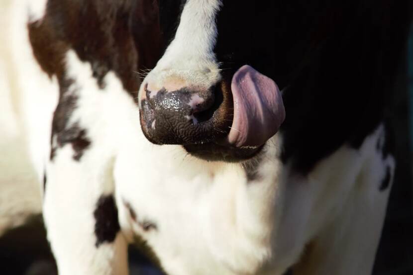 Livestock farming