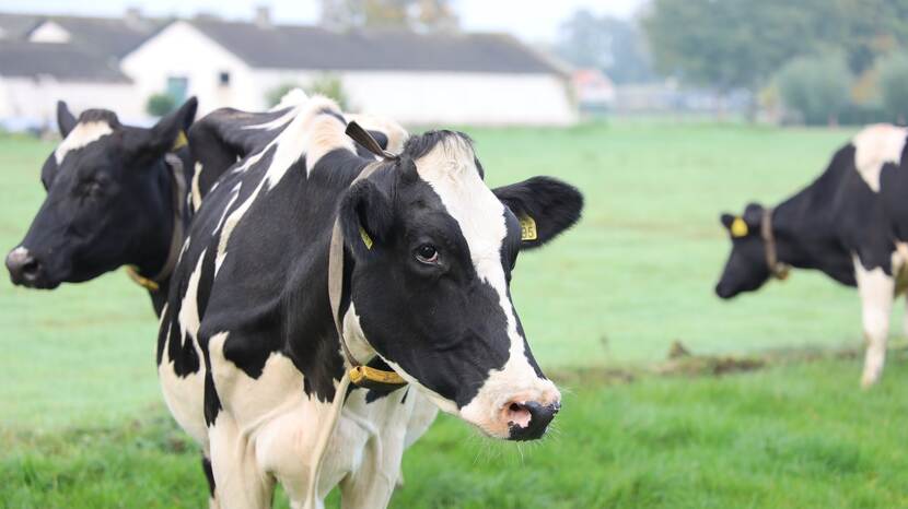 Methane - dairy cow