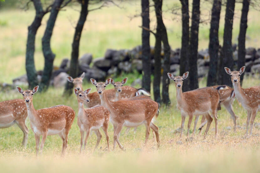 Red Deer