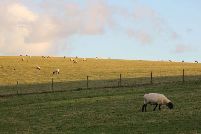 Sheep farm