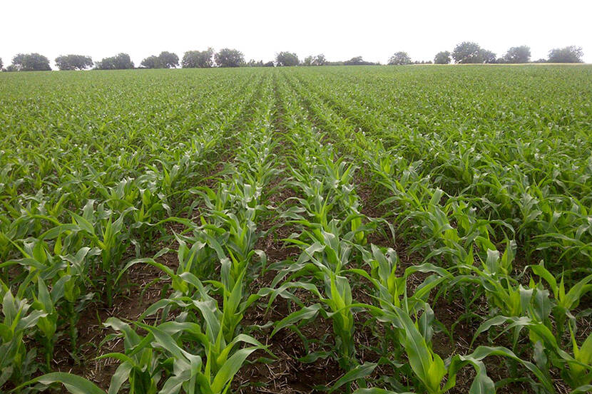 Corn field